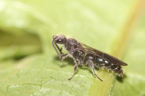 Pseudotiphia villosa